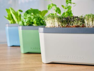 gusta garden harry herbs