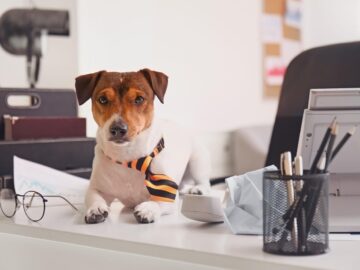 Dog