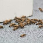 brown and black bee on white wall