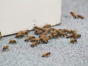 brown and black bee on white wall