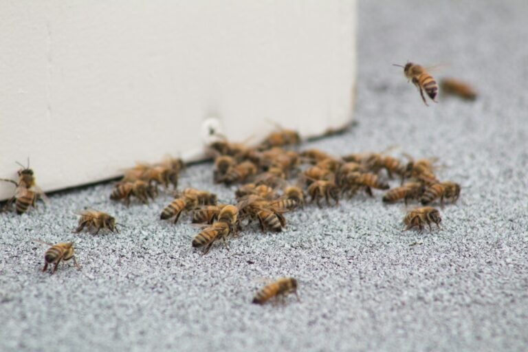 brown and black bee on white wall