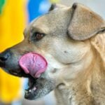 a close up of a dog with its tongue out