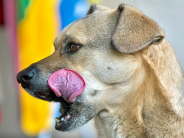 a close up of a dog with its tongue out