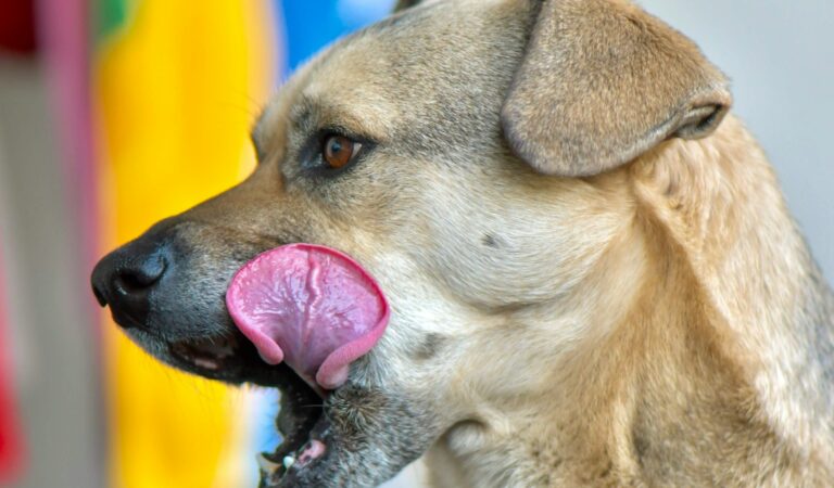 Why Your Dog’s Bad Breath Could Signal Bigger Health Problems