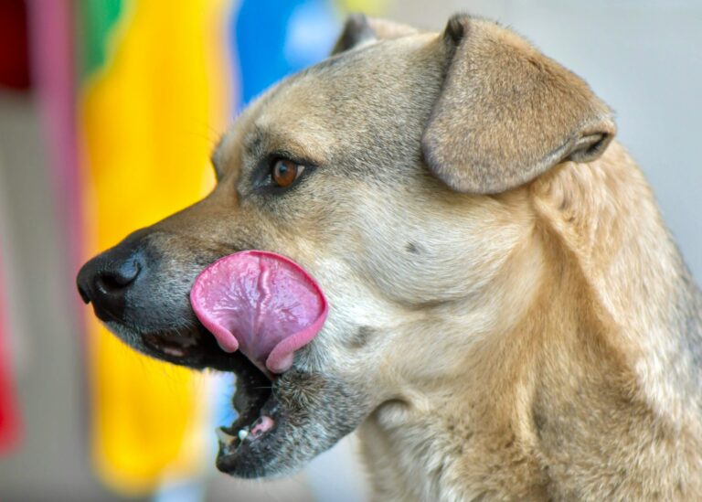 a close up of a dog with its tongue out
