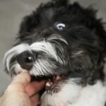 A small black and white dog being held by a person