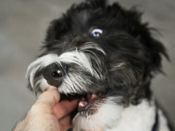 A small black and white dog being held by a person