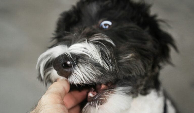 Dog-Bite Claims in Colorado: Understanding Strict Liability, Homeowner Insurance, and No Guarantees
