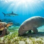 Turtles under sea