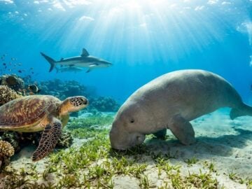 Turtles under sea